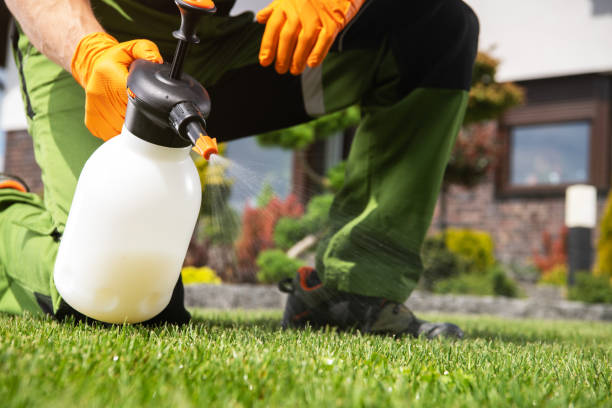 Wasp Removal Services in Berkley, CO