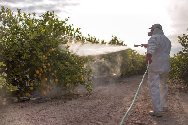 Bird Control in Berkley, CO